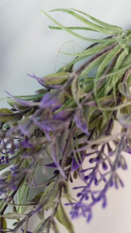 Adorables tongs tortues de mer Galaxy - Tongs tortues personnalisées