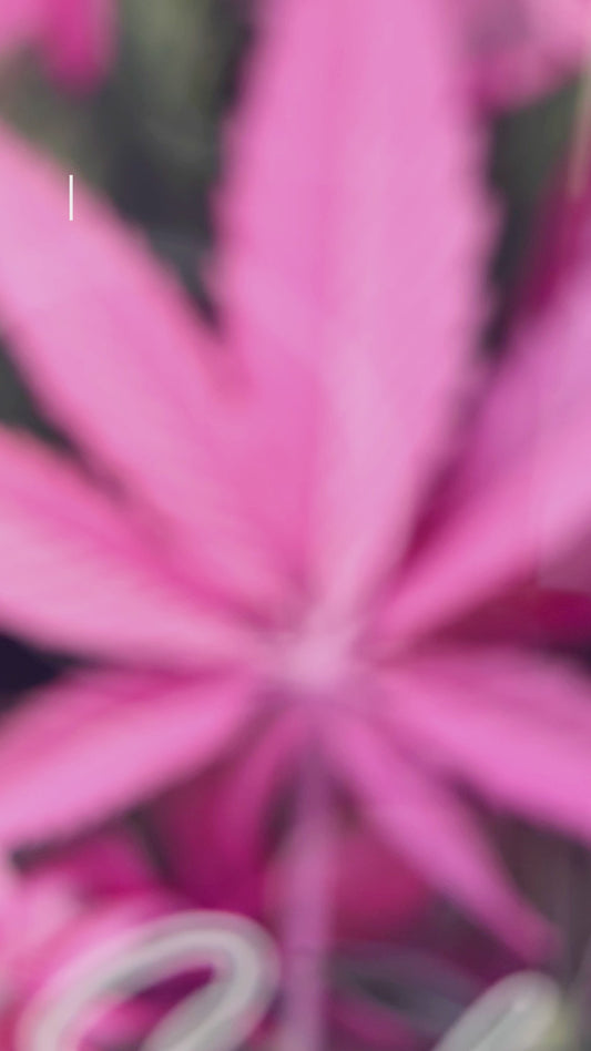 Rose dans mon coin - Ornement de voiture personnalisé sur le thème du cannabis